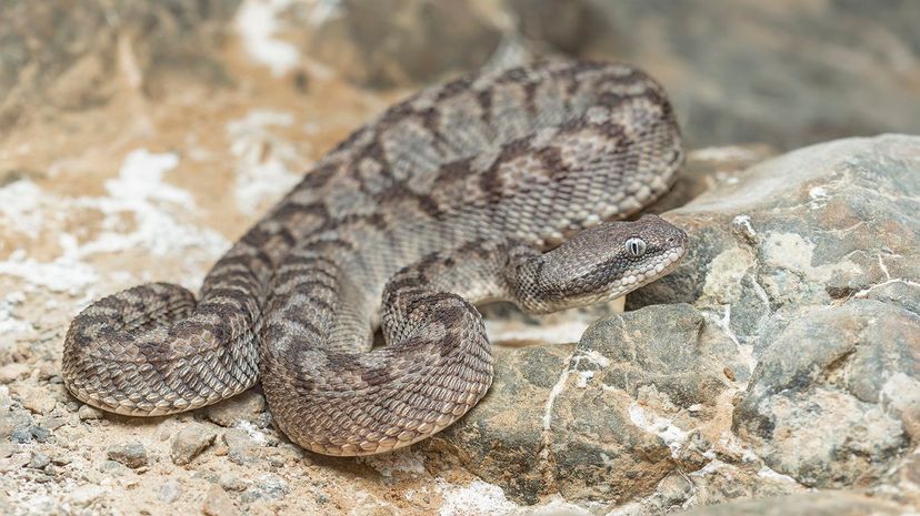 19 Saw Scaled Viper