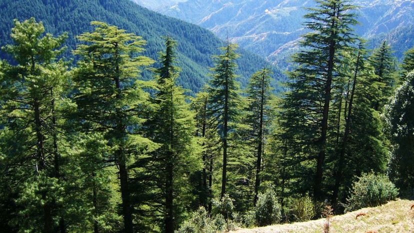 33 Cedrus_deodara_Shimla_Kufri_1