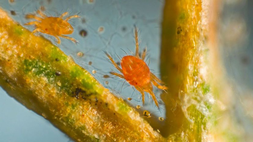 Spider Mite