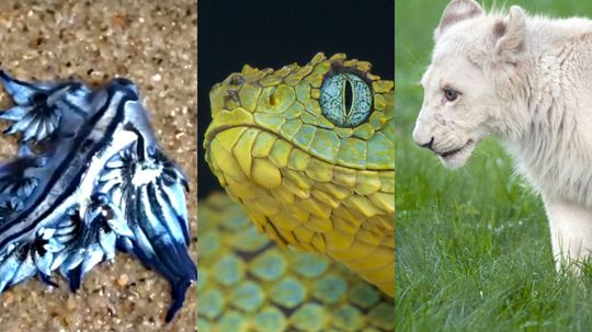 97% of people can't guess these exotic creatures by looking at a single image! Can you?