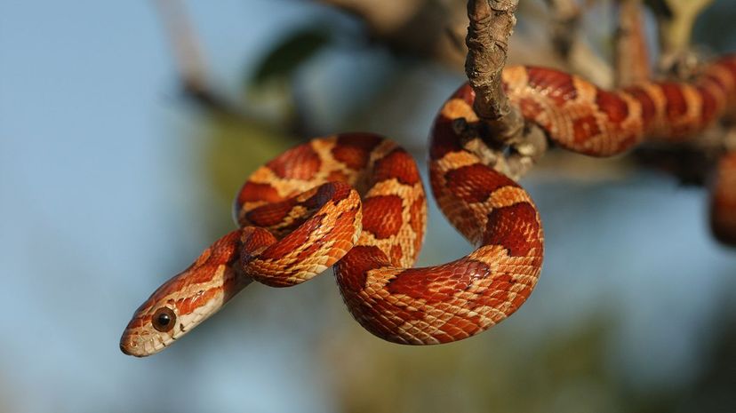 35 Corn snake