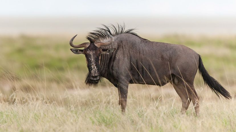 Wildebeest