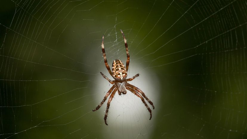 Cross-spider