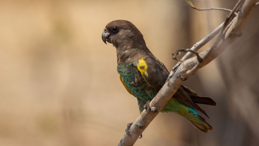 Meyer's Parrot