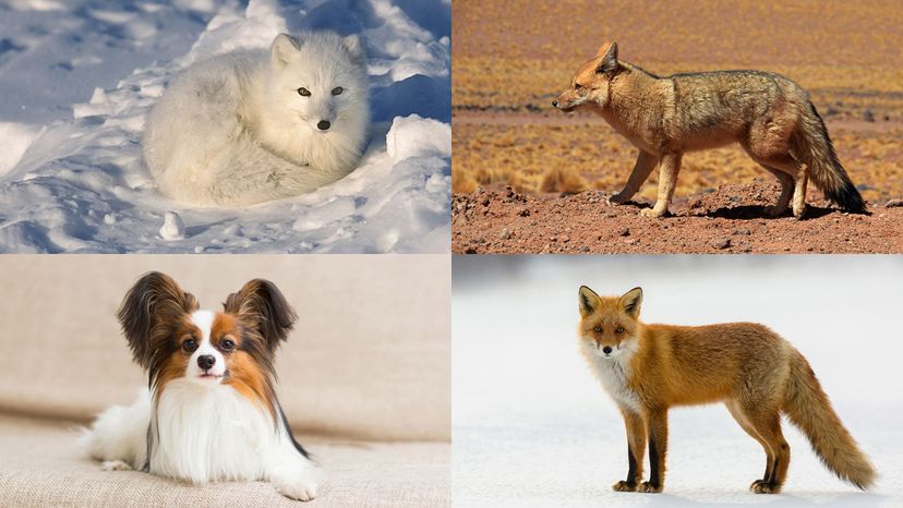 arctic fox, red fox, culpeo, papillon