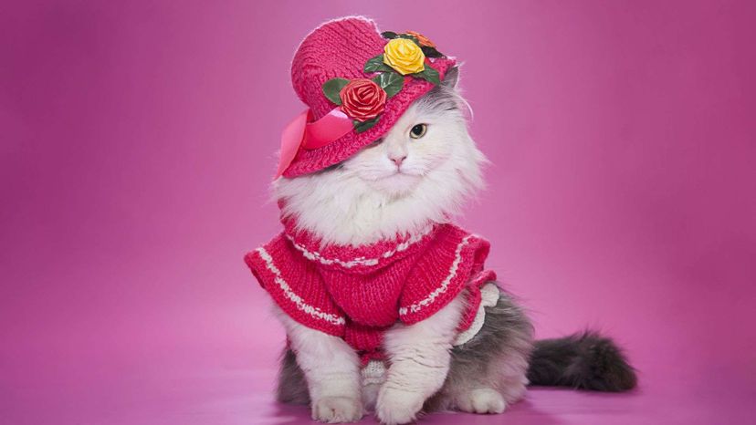 Can You Guess the Halloween Costumes of these Cute Cats and Dogs?