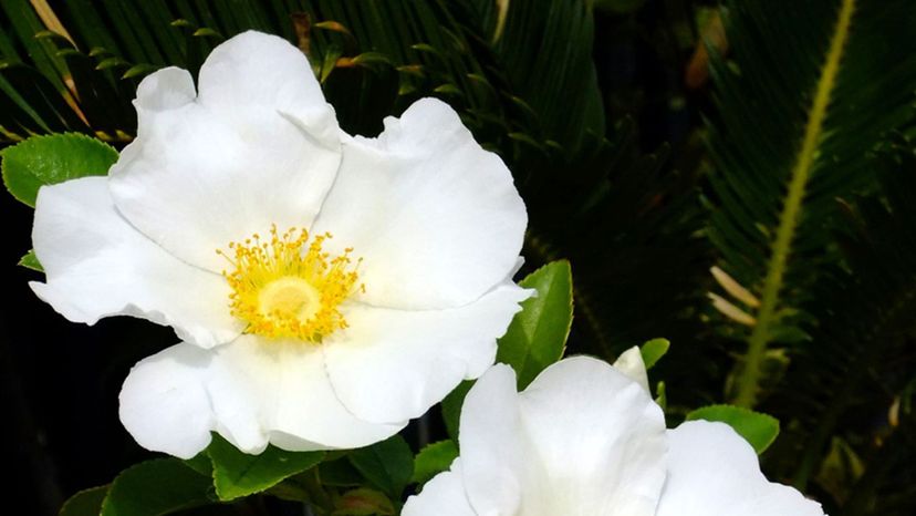 Cherokee rose