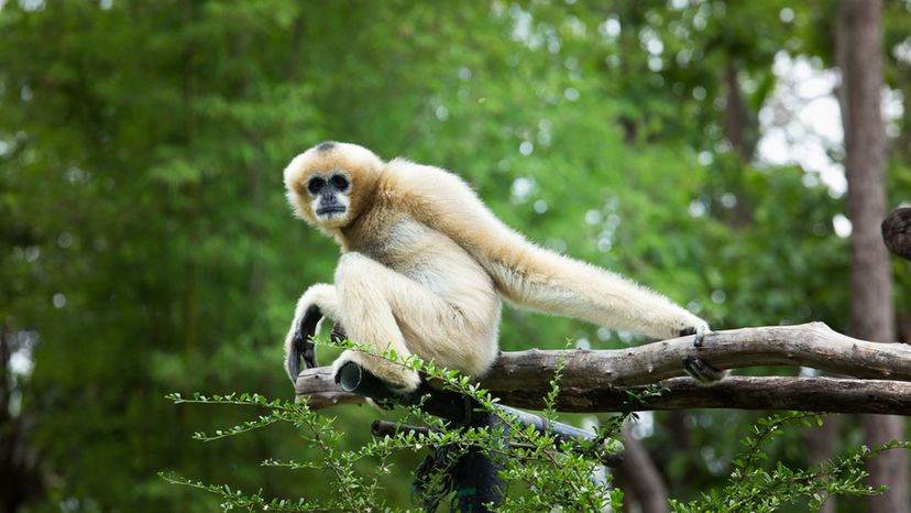 gibbon