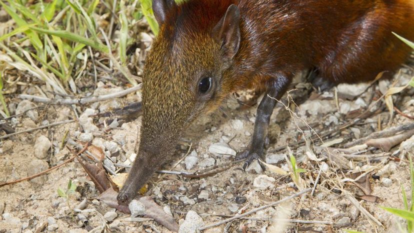 Elephant Shrew