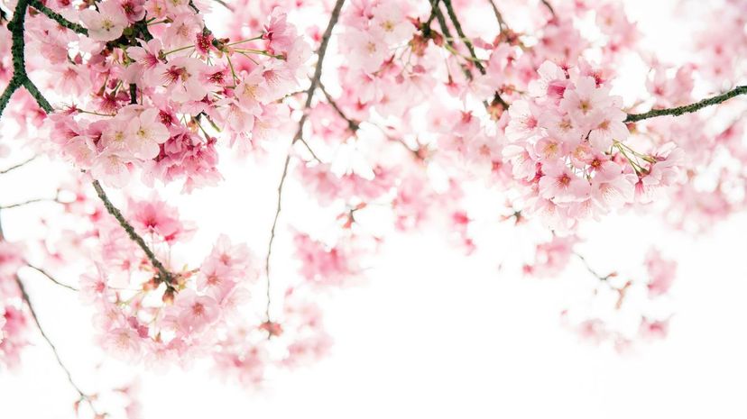 40 Cherry Blossom