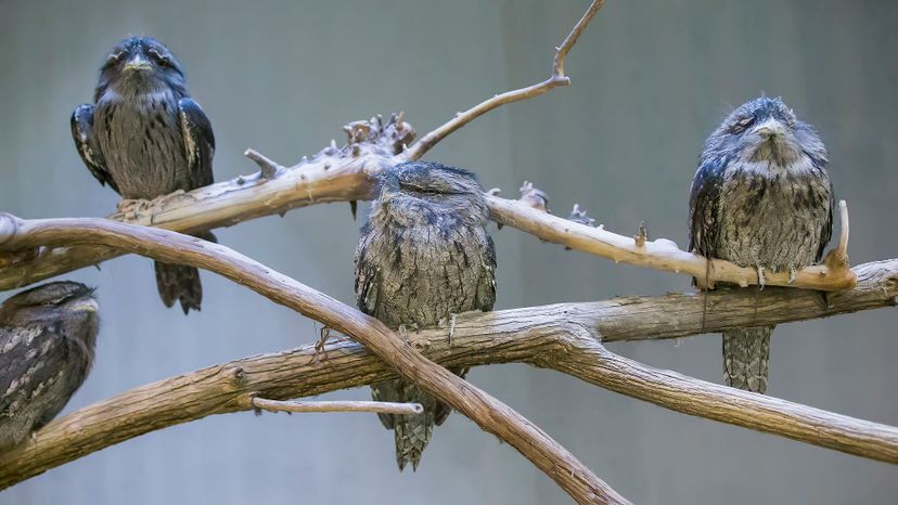 Tawny frogmouth