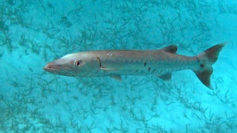 Great Barracuda