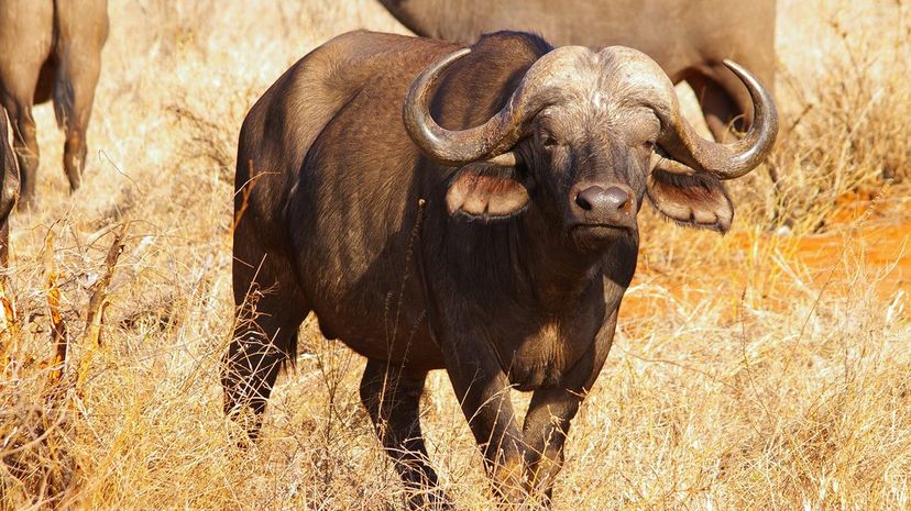 African Buffalo