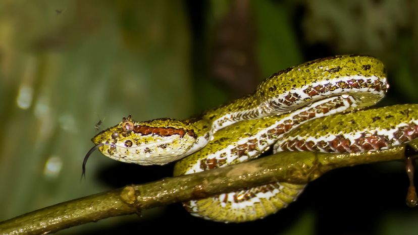 Eyelash Viper