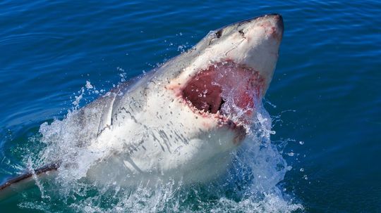 Which Type of Shark Is Your Spirit Animal?