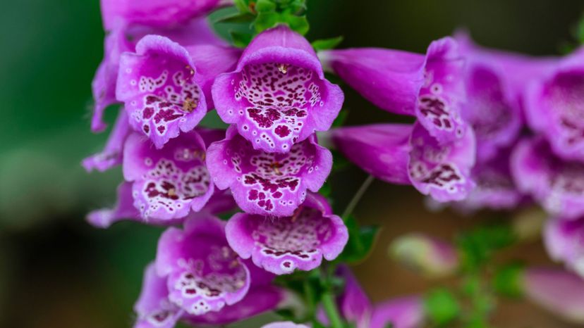 foxglove