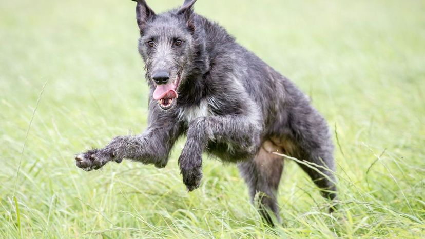 Scottish Deerhound