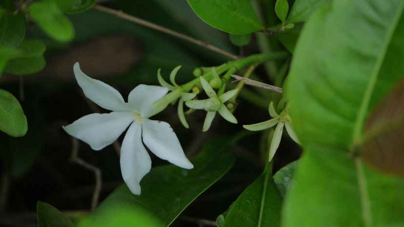 Suicide tree (cerbera odollam)