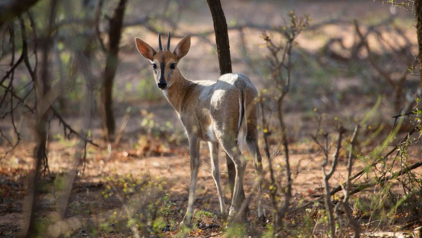 Duiker