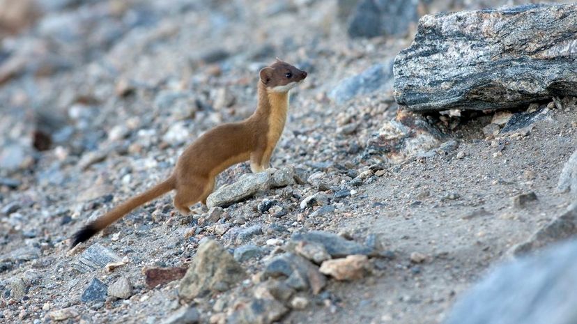 Long-Tailed Weasel