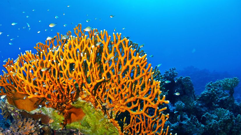 Can You Identify All of These Creatures That Live in Coral Reefs?