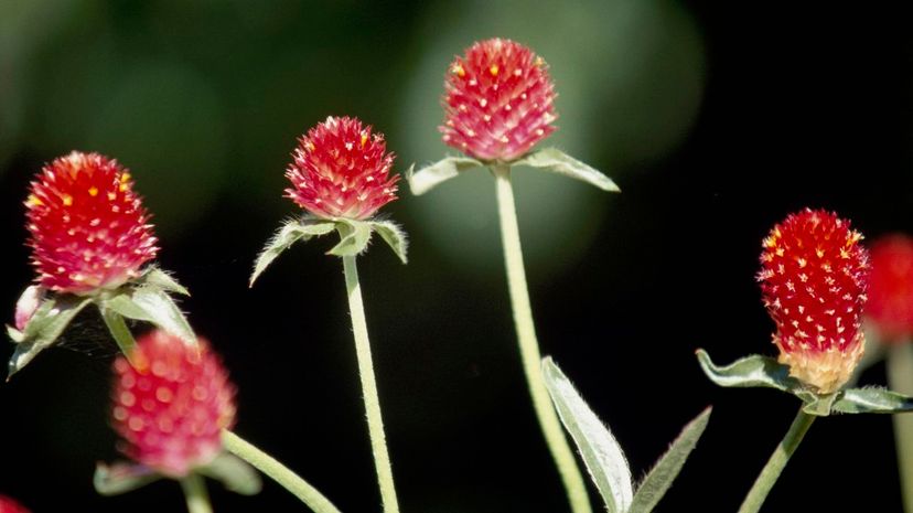 Gomphrena