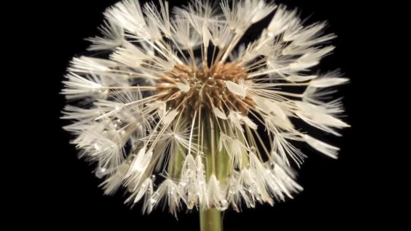 Common Dandelion