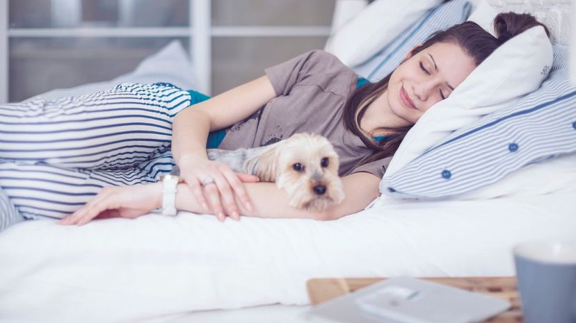 Dog sleeping in bed