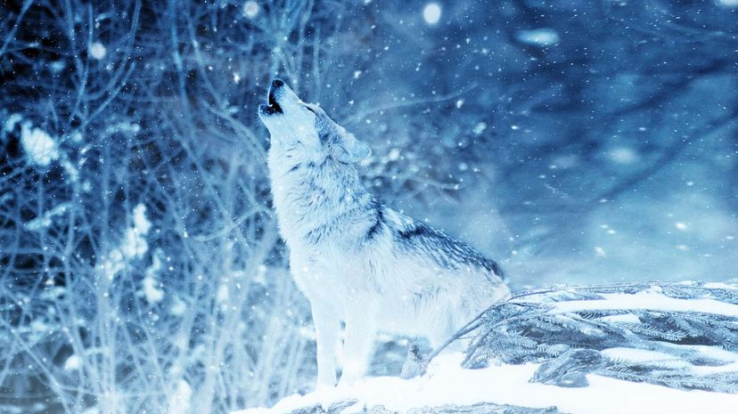 Which Nordic Animal Are You?
