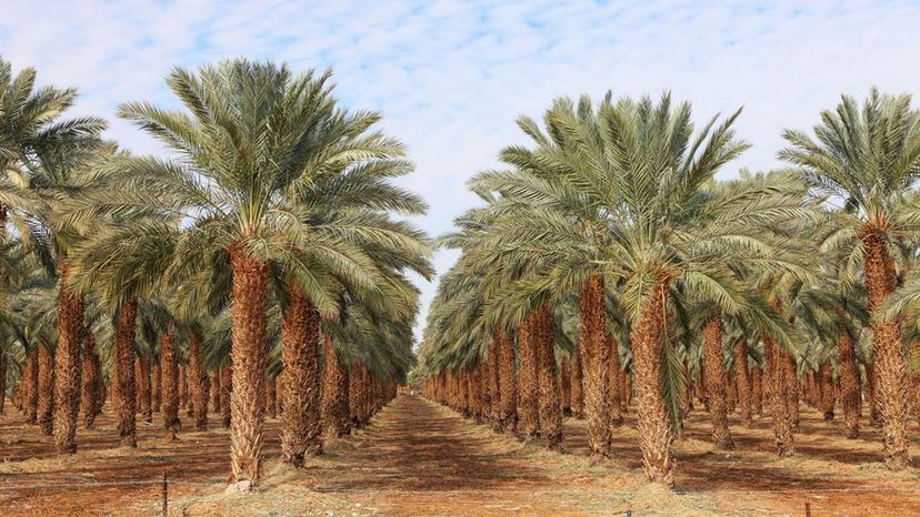 date palm