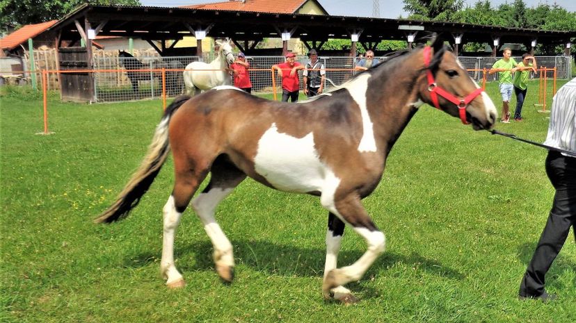 Croatian Warmblood