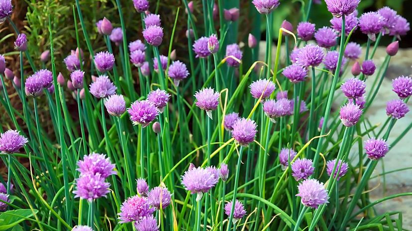 Chives