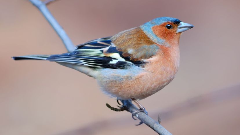 Chaffinch