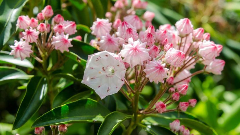 Mountain Laurel