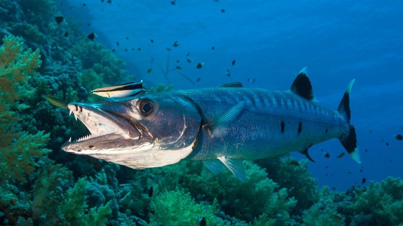 Great Barracuda