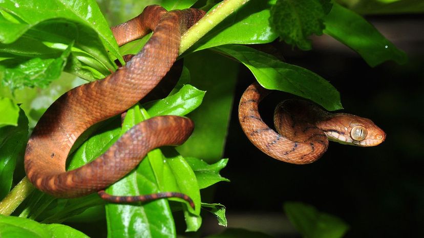 Brown tree snake