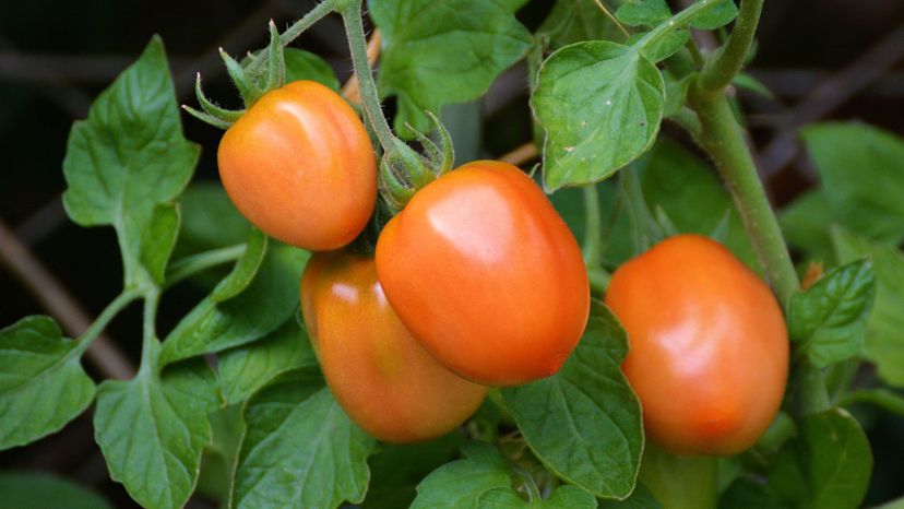 Tomato plant