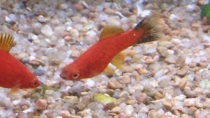 Swordtails  fish