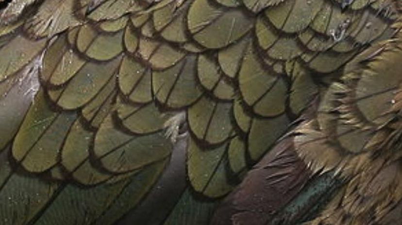 Kea feathers