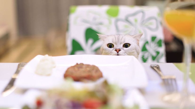 Cat at dinner table