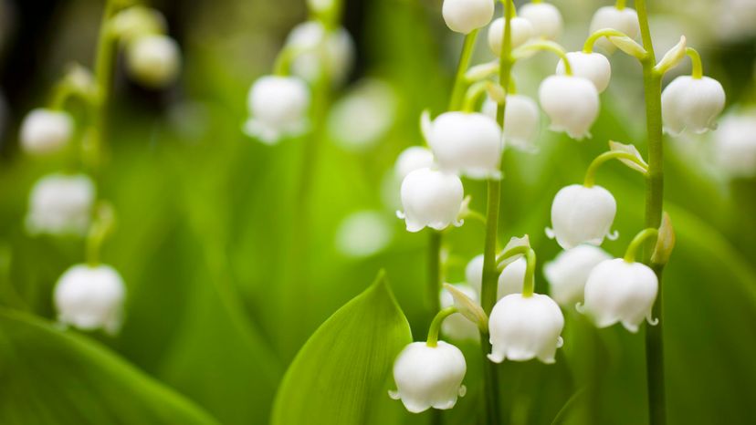 15 Lily of the valley GettyImages-675913834