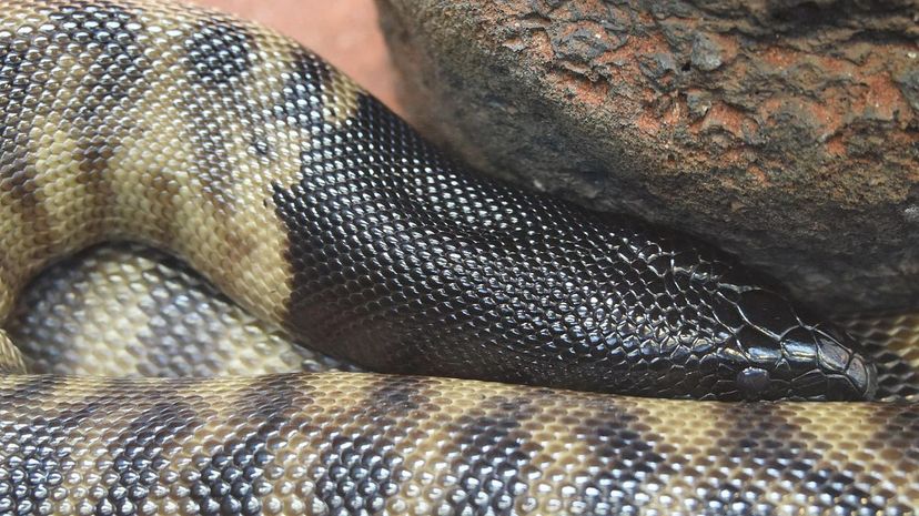 Black Headed Python