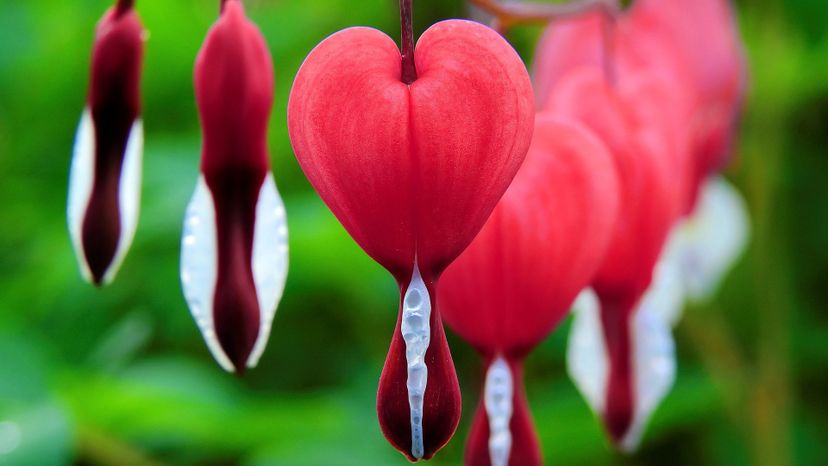 Bleeding heart