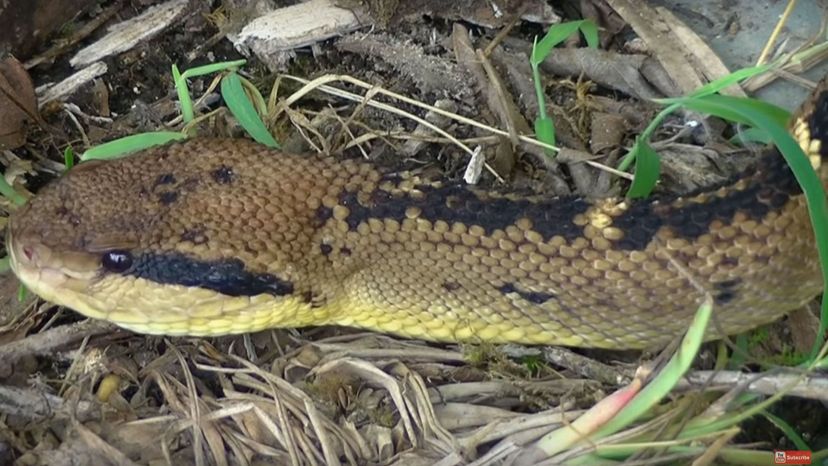 South American bushmaster