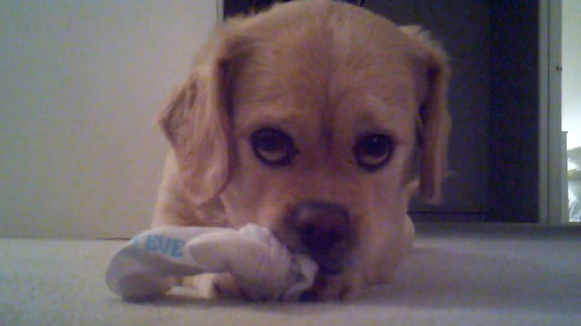 Pekehund＂border=