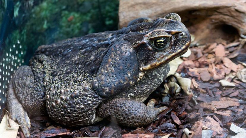 Giant Marine Toad