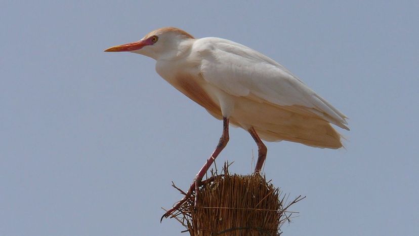 Cattle Egret