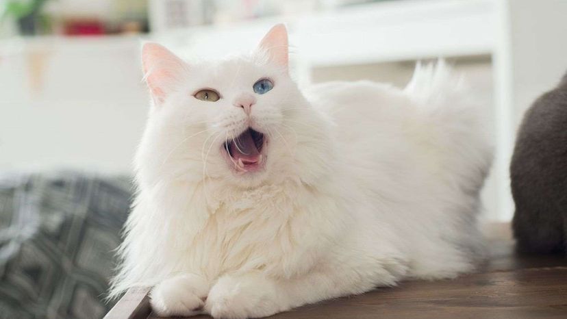 Turkish Angora