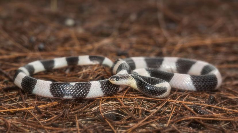 Malayan krait