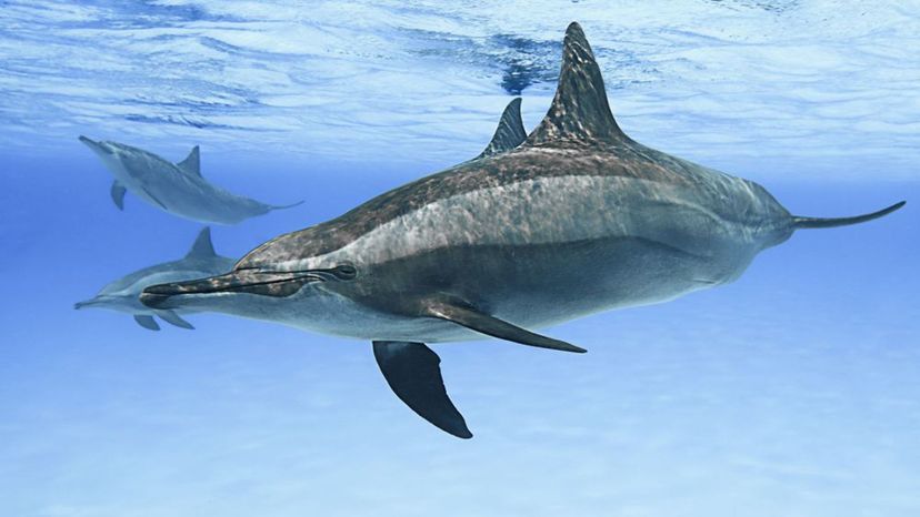 spinner dolphin